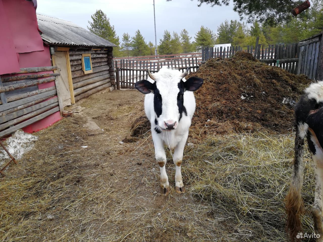 Корова тёлка купить на Зозу.ру - фотография № 4