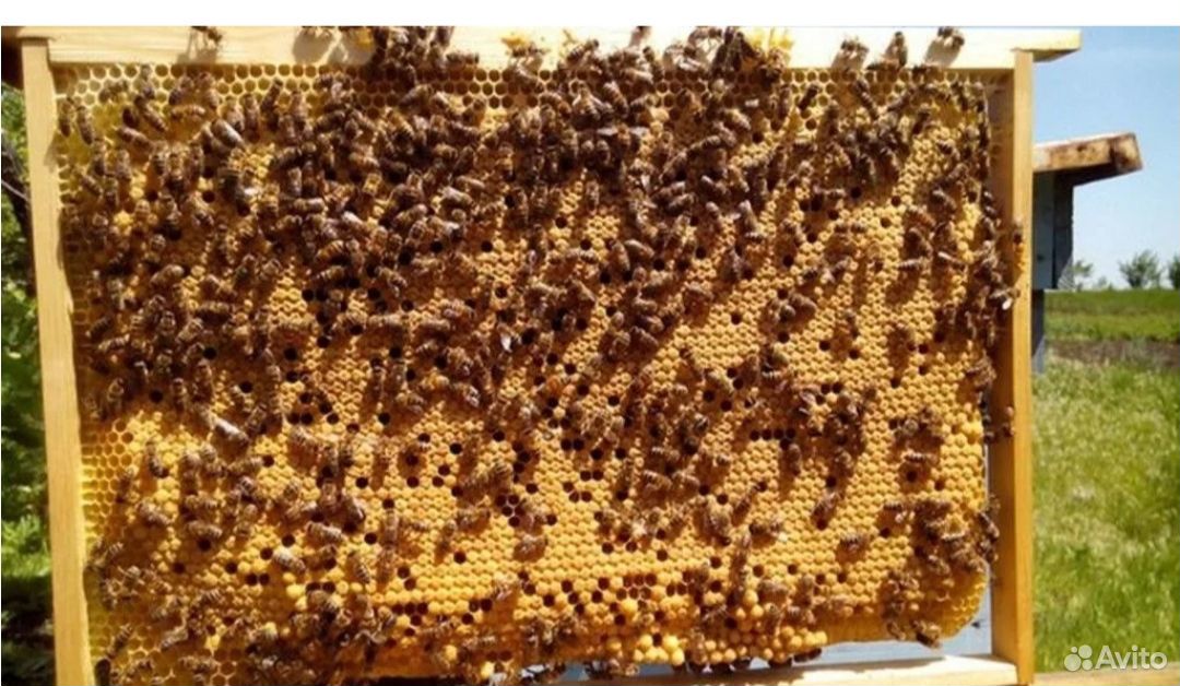 Купить пчелосемьи в белгородской области. Расплод пчел Карпатка. Трутневый расплод. Маточник пчелиный. Расплод у пчел маточник.