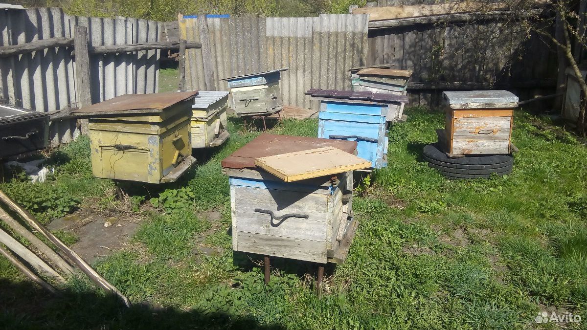 Пчелы в ульях купить на Зозу.ру - фотография № 1