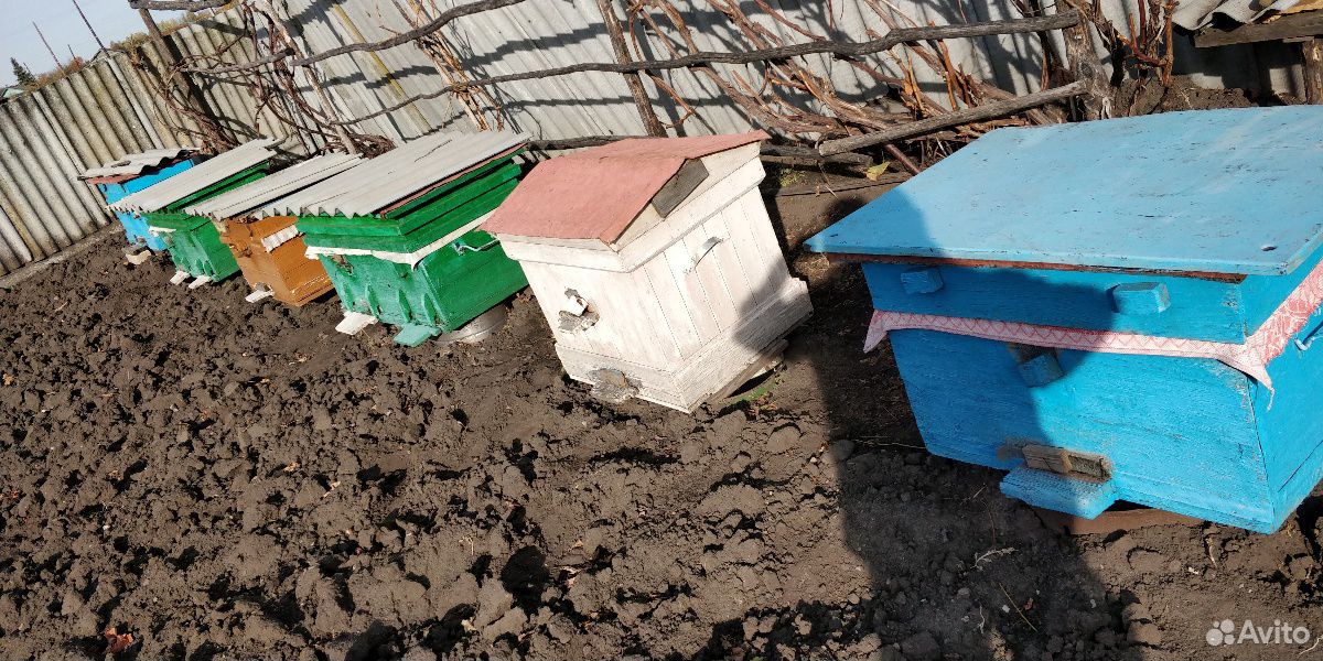 Продажа семей пчёл купить на Зозу.ру - фотография № 8