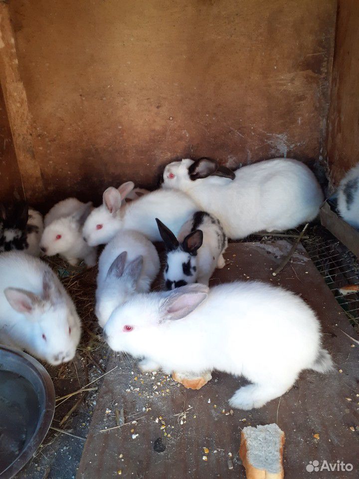 Продаются кролики разных пород купить на Зозу.ру - фотография № 2