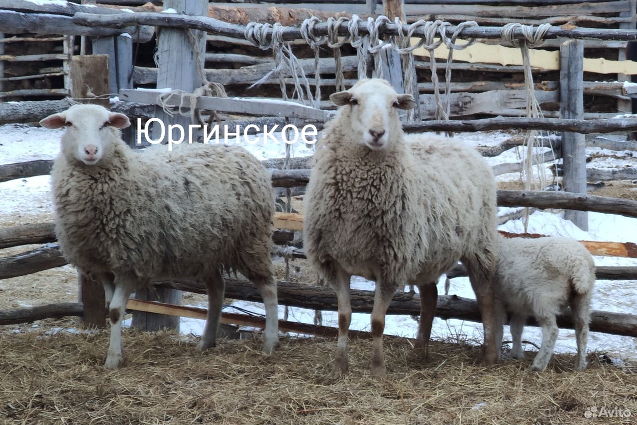 Катумские овцы купить на Зозу.ру - фотография № 2