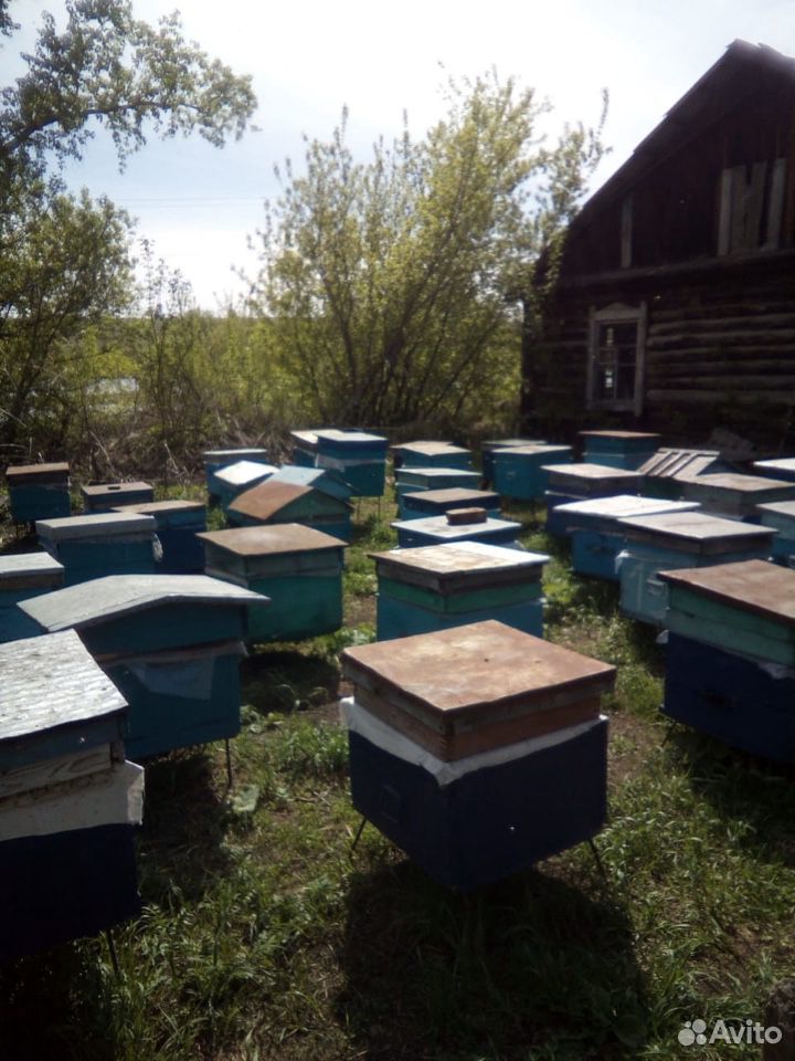 Пасека, дом и пчёлы купить на Зозу.ру - фотография № 5