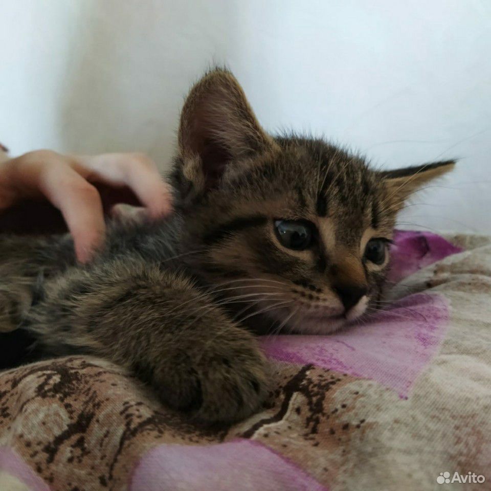 Кошка купить на Зозу.ру - фотография № 10