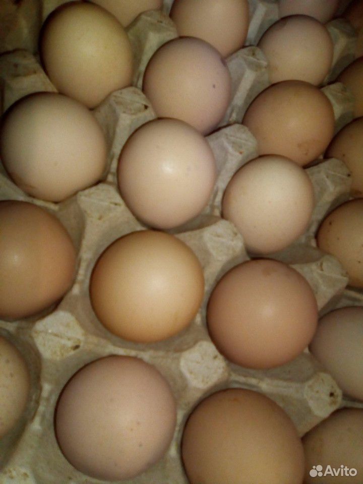 Куриные инкубационные яйца"Брама" купить на Зозу.ру - фотография № 1