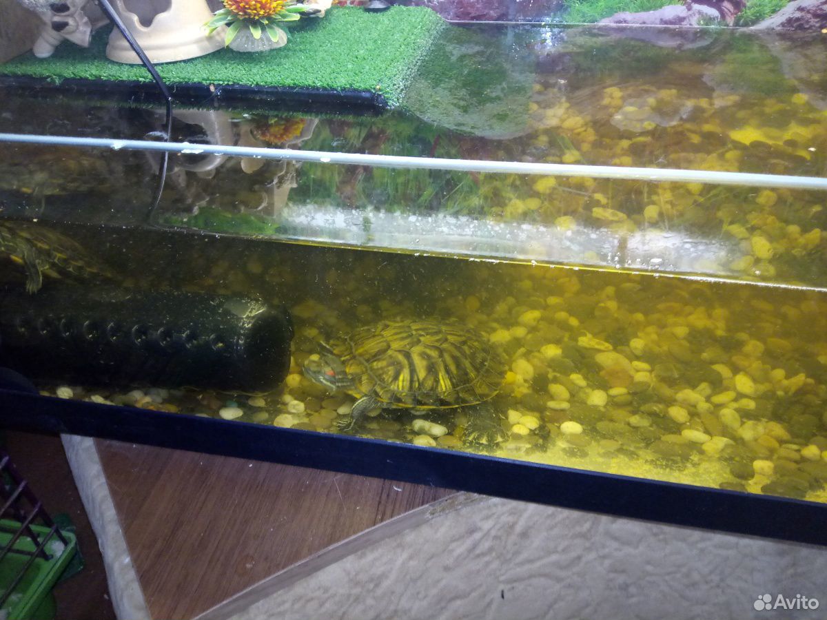 Продаётся большой аквариум с тремя черепашками купить на Зозу.ру - фотография № 1