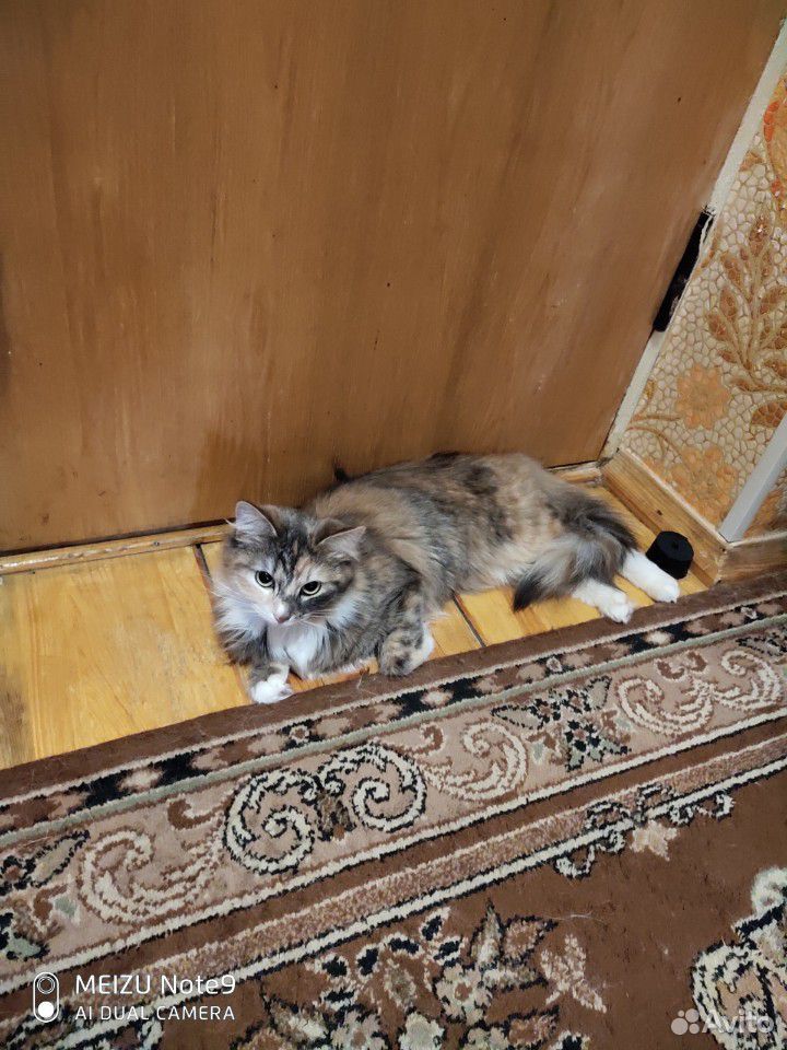 Котейка купить на Зозу.ру - фотография № 2