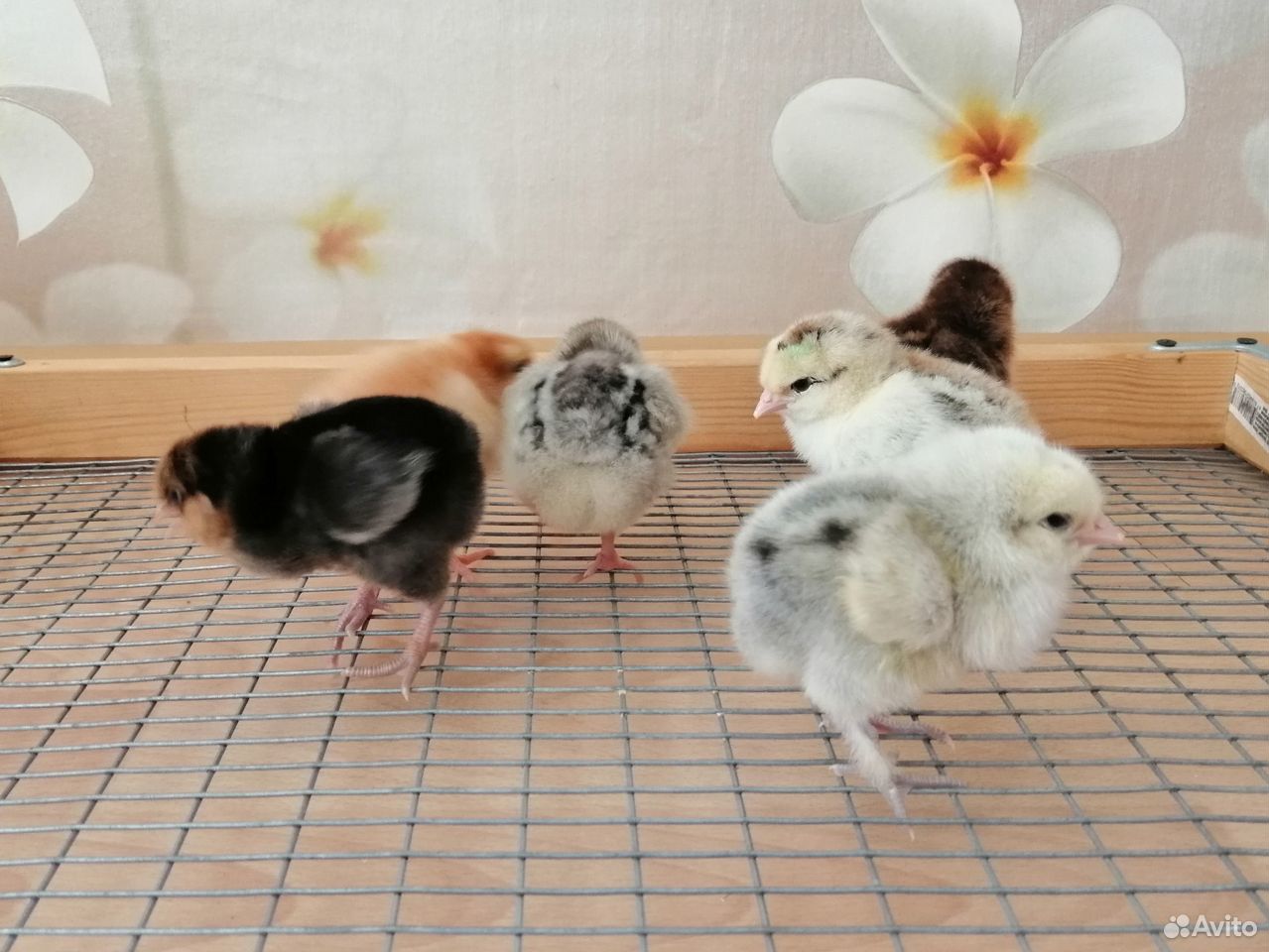 Цыплята домашних кур купить на Зозу.ру - фотография № 1