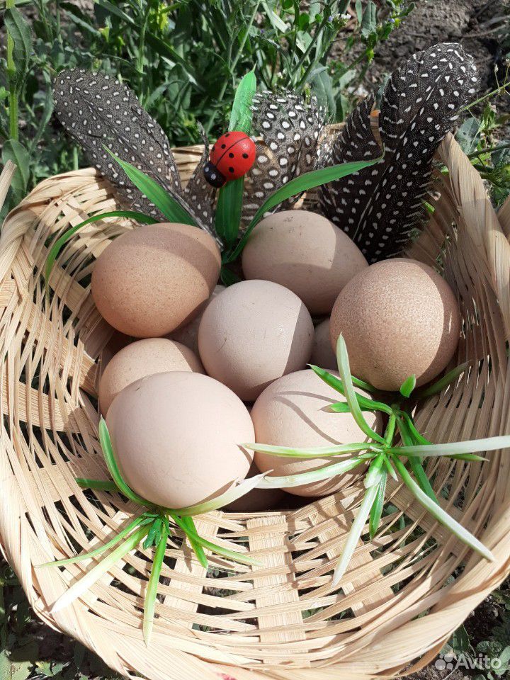 Яйцо цесарки инкубационное купить на Зозу.ру - фотография № 2