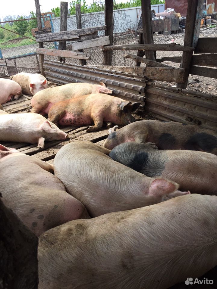 Продам свиней живым весом (русская белая- канадска купить на Зозу.ру - фотография № 5