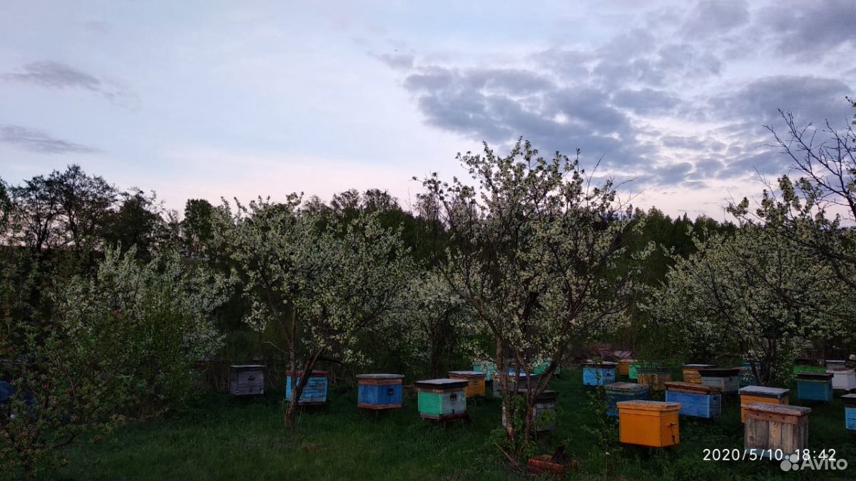 Продаю б/у улья с пчелами и без пчёл купить на Зозу.ру - фотография № 3