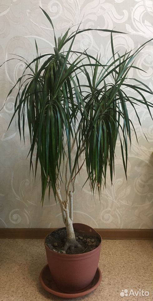 Декоративное дерево "Драцена" купить на Зозу.ру - фотография № 1