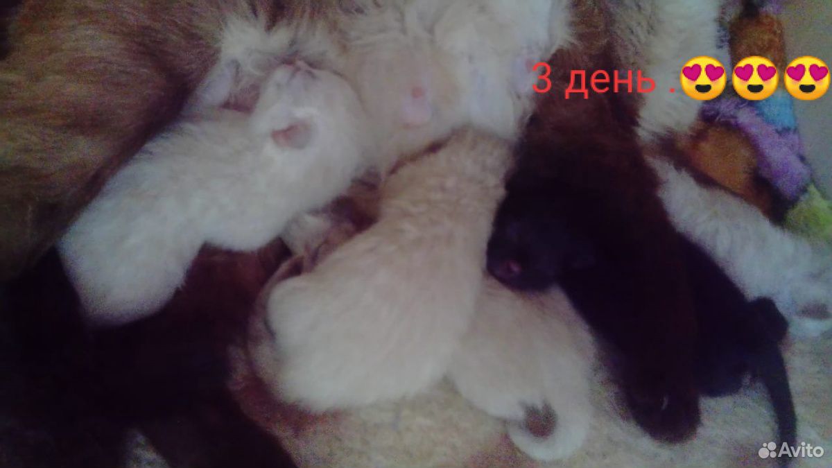 Котята чистокровной Тайской породы купить на Зозу.ру - фотография № 2