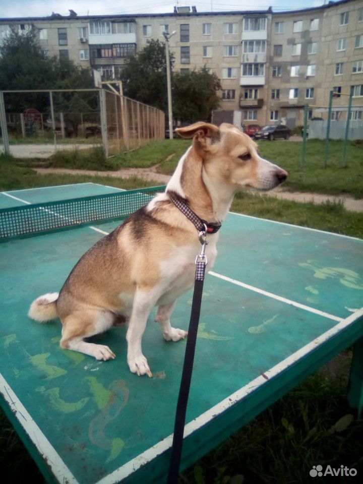 Собака Джек Рассел купить на Зозу.ру - фотография № 1