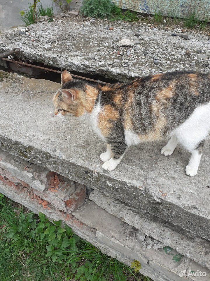 Кошка ищет дом купить на Зозу.ру - фотография № 1