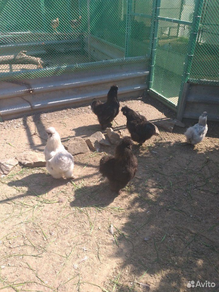 Китайская шелковая цыплята и куры купить на Зозу.ру - фотография № 3