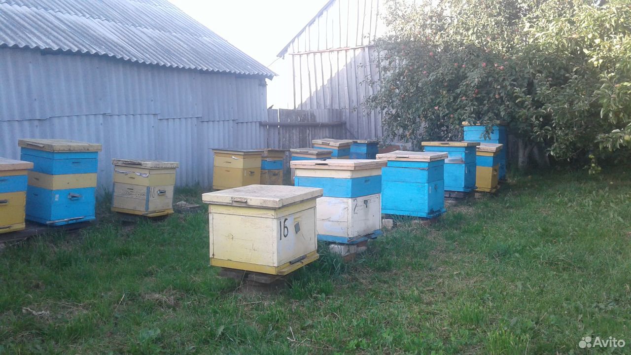 Продам ульи с пчелами купить на Зозу.ру - фотография № 3