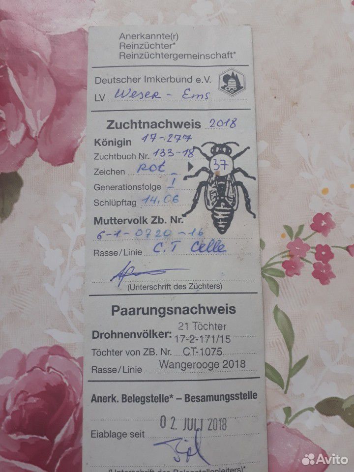 Пчелосемьи и Отводки купить на Зозу.ру - фотография № 2