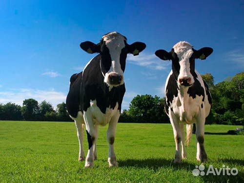 Продам двух коров первотелок купить на Зозу.ру - фотография № 1