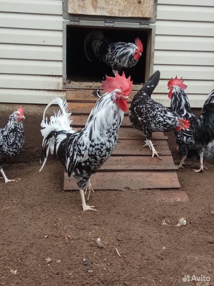 порода кур далматинец. курица леггорн далматинец. курица леггорн далматинец. леггорн далматинец порода.