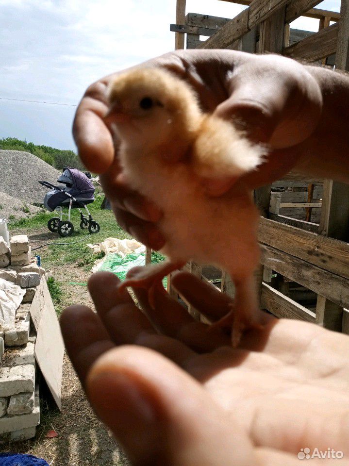 Цыплята на продажу суточные помесь разных пород купить на Зозу.ру - фотография № 7