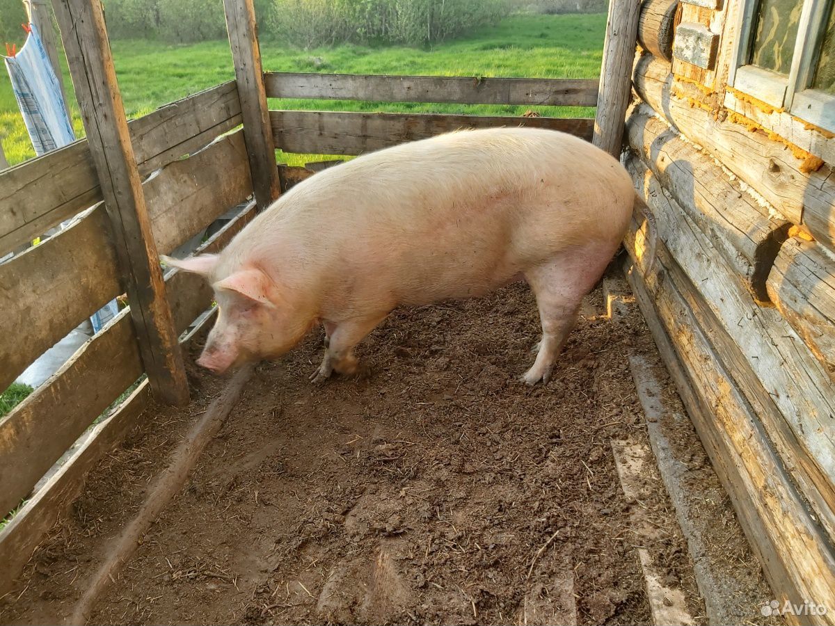 Продам свинью или обмен на супрустную свинью купить на Зозу.ру - фотография № 1