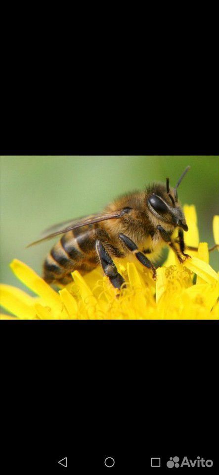 Продаётся 2 пчелосемьи цена за улочку купить на Зозу.ру - фотография № 1