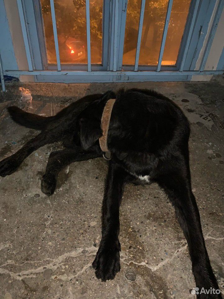 Собака потерялась, не может найти дом купить на Зозу.ру - фотография № 1