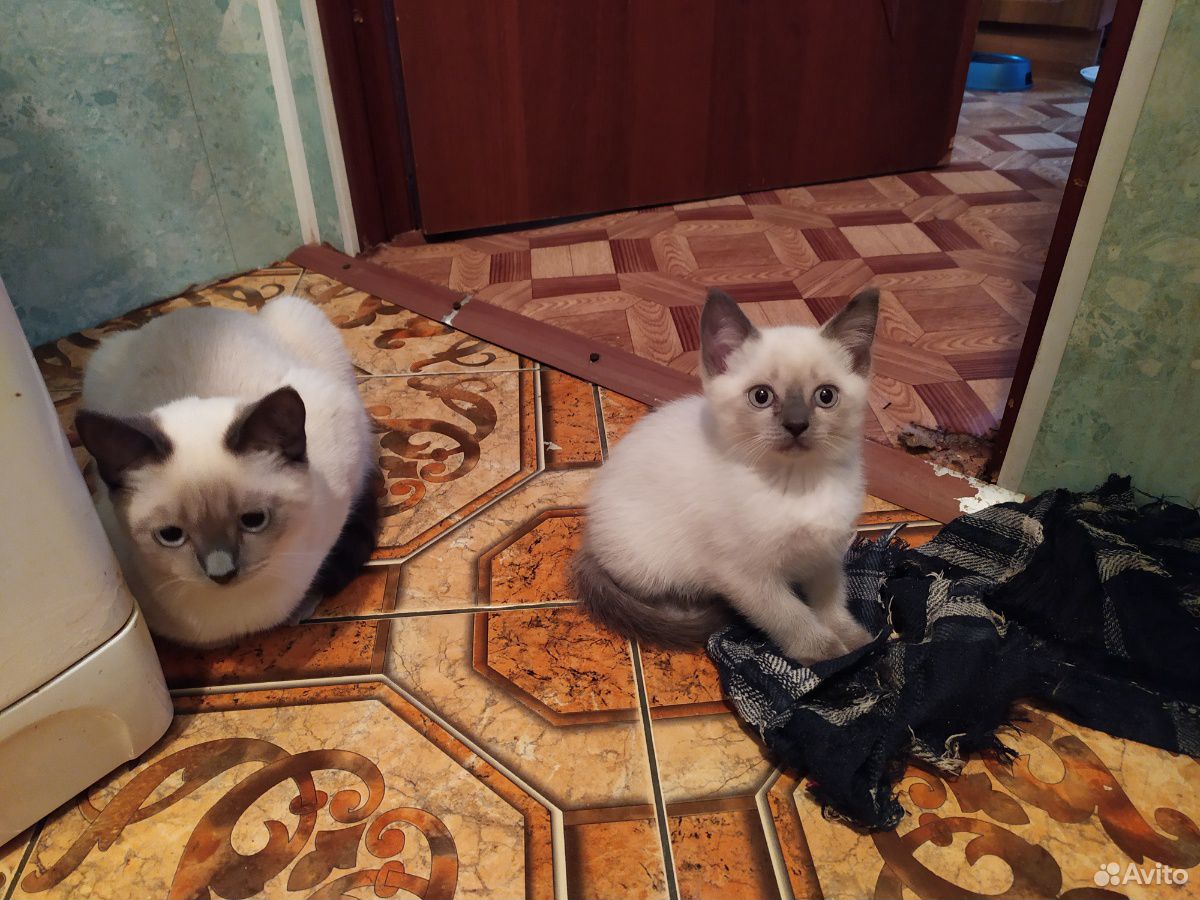 Тайские котята купить на Зозу.ру - фотография № 2