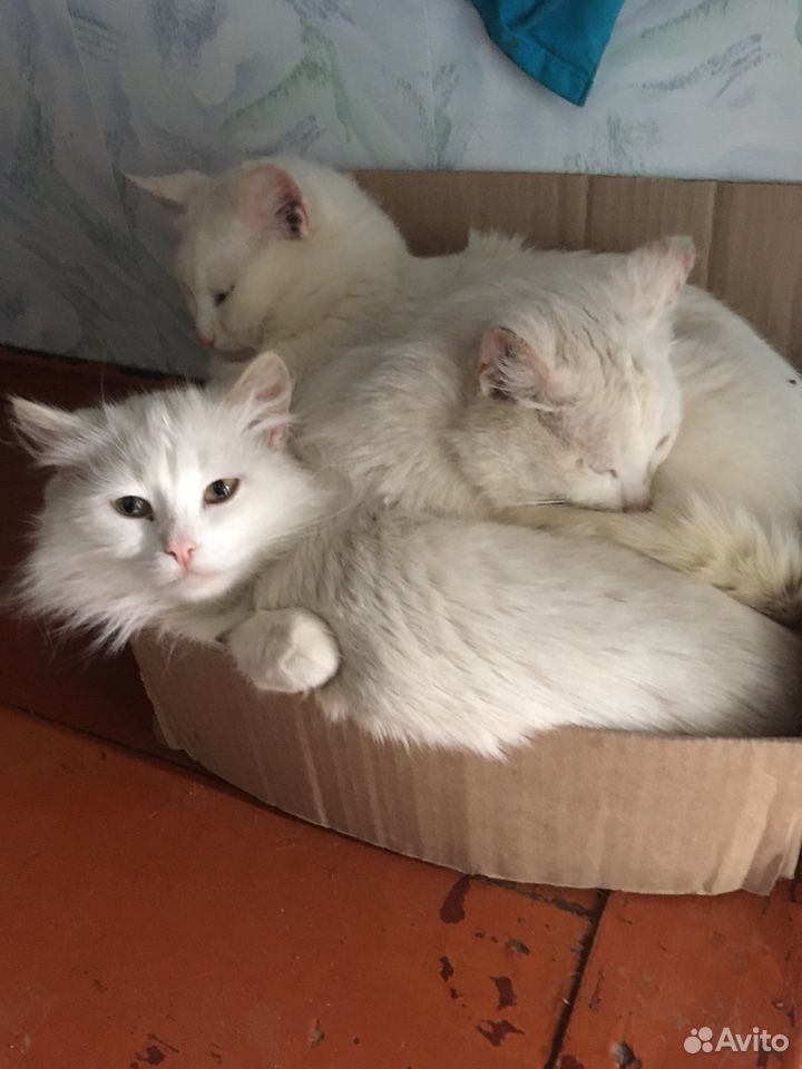 Три кота купить на Зозу.ру - фотография № 4