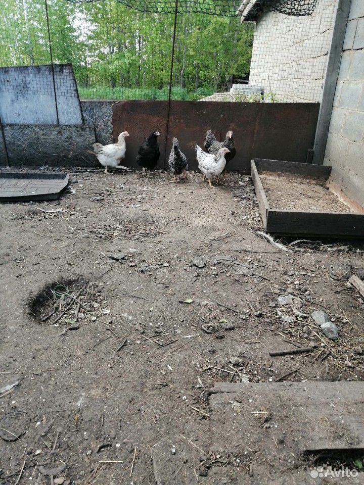 Птица домашняя яйцо инкубационное и цыплят купить на Зозу.ру - фотография № 5