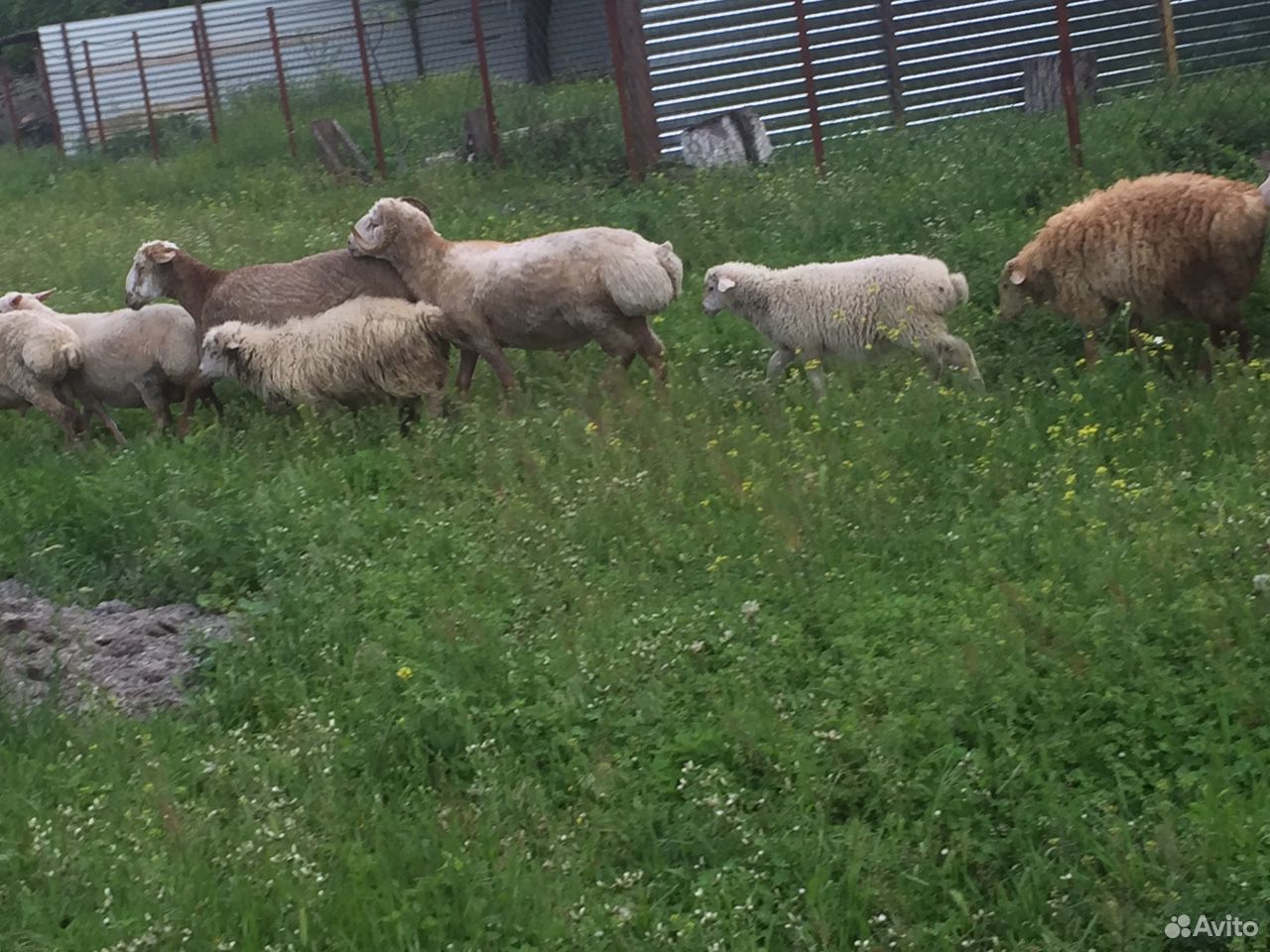 Продаются овцы купить на Зозу.ру - фотография № 6