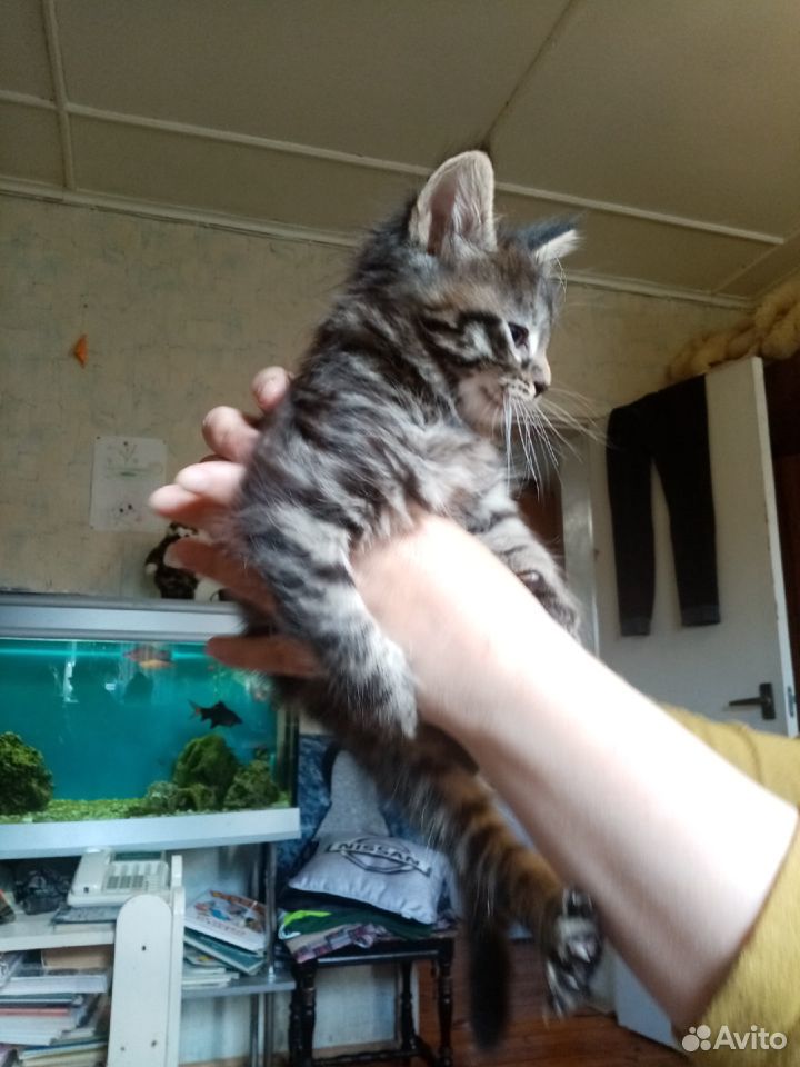 Котятки Мейн-Кун купить на Зозу.ру - фотография № 5