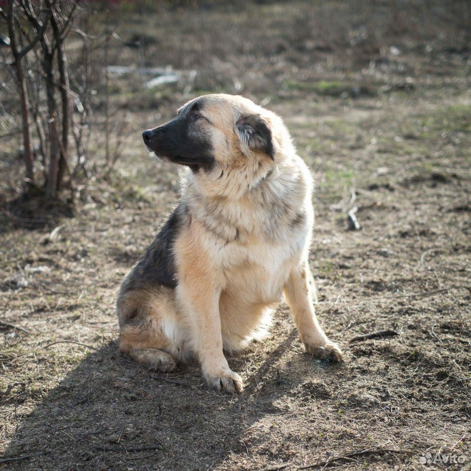 Пёс Джонни ищет дом купить на Зозу.ру - фотография № 3