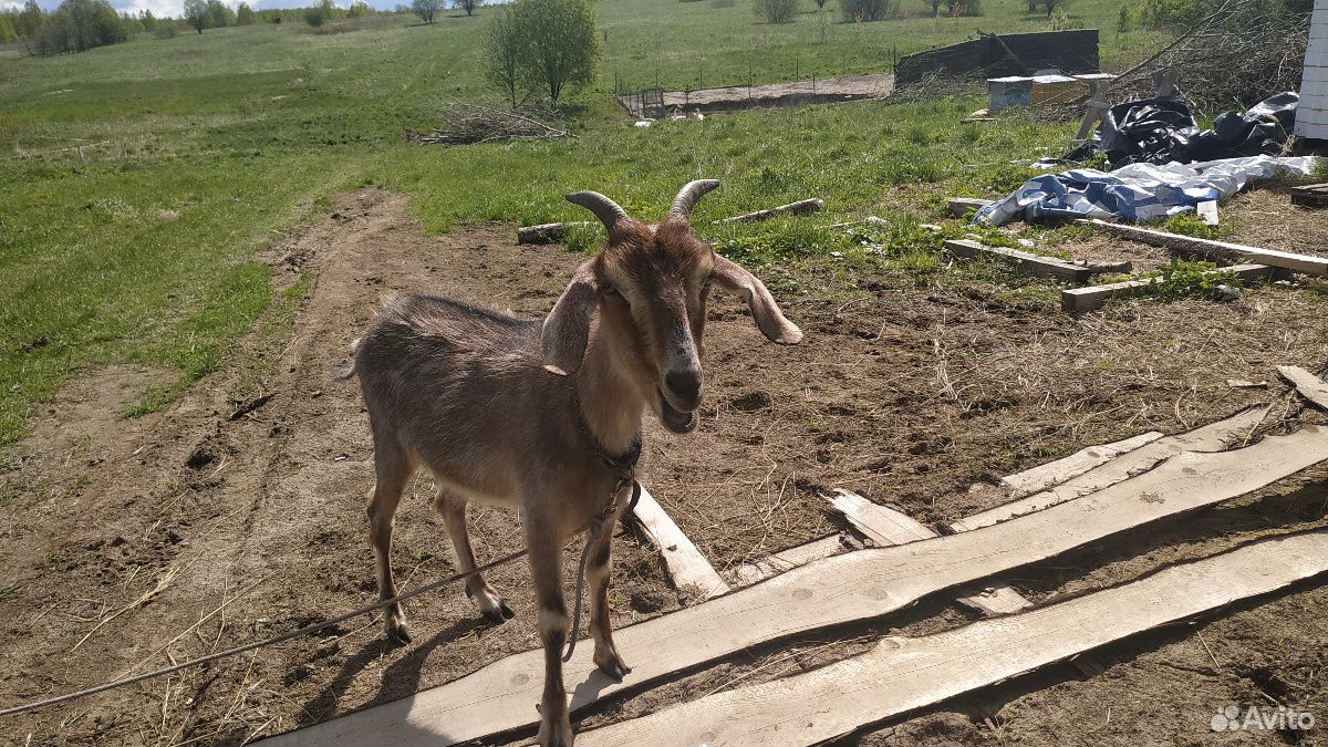 Козочка нубийская (коза) купить на Зозу.ру - фотография № 2