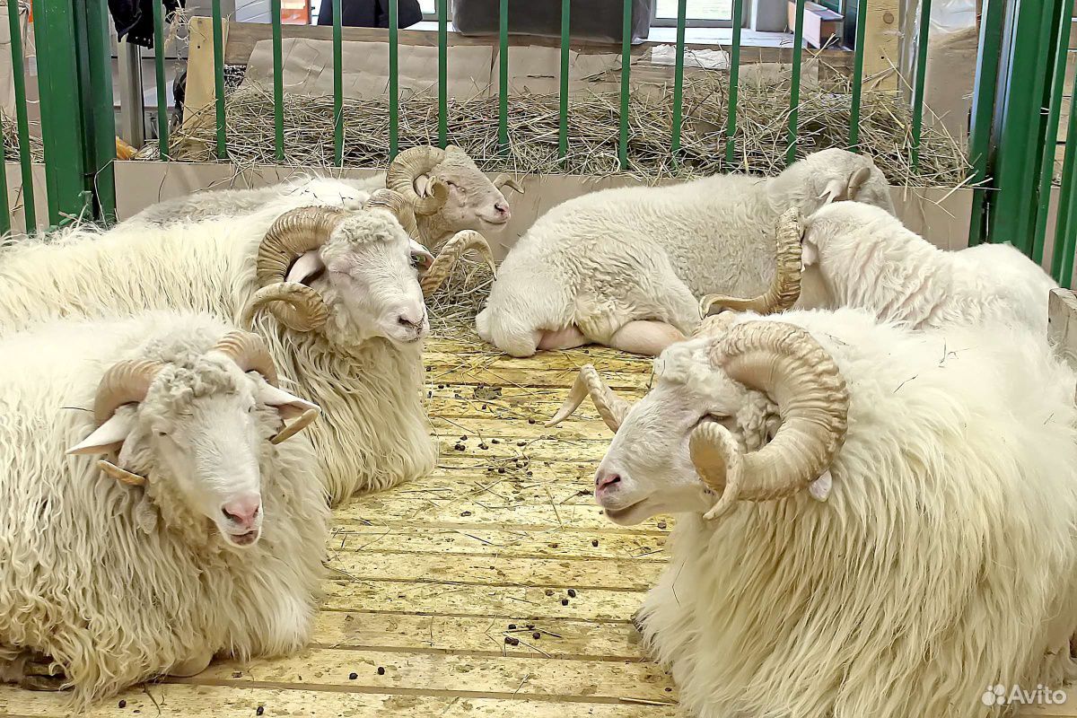 Отара овец и ягнят купить на Зозу.ру - фотография № 1