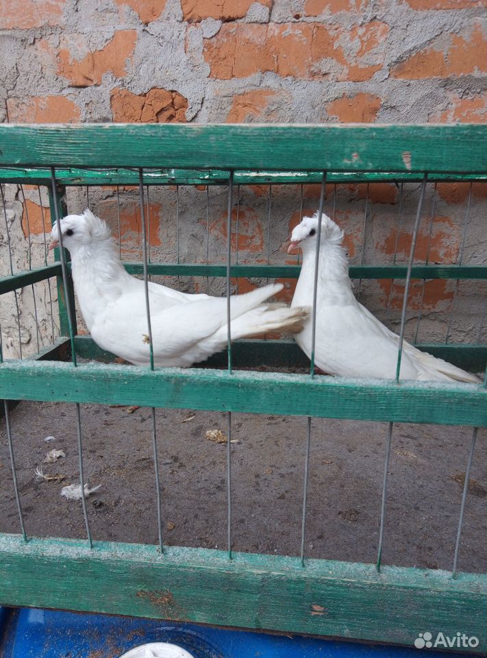 Бакинские голуби купить на Зозу.ру - фотография № 9