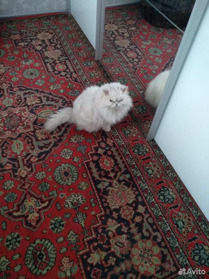 Вязка кошка купить на Зозу.ру - фотография № 3