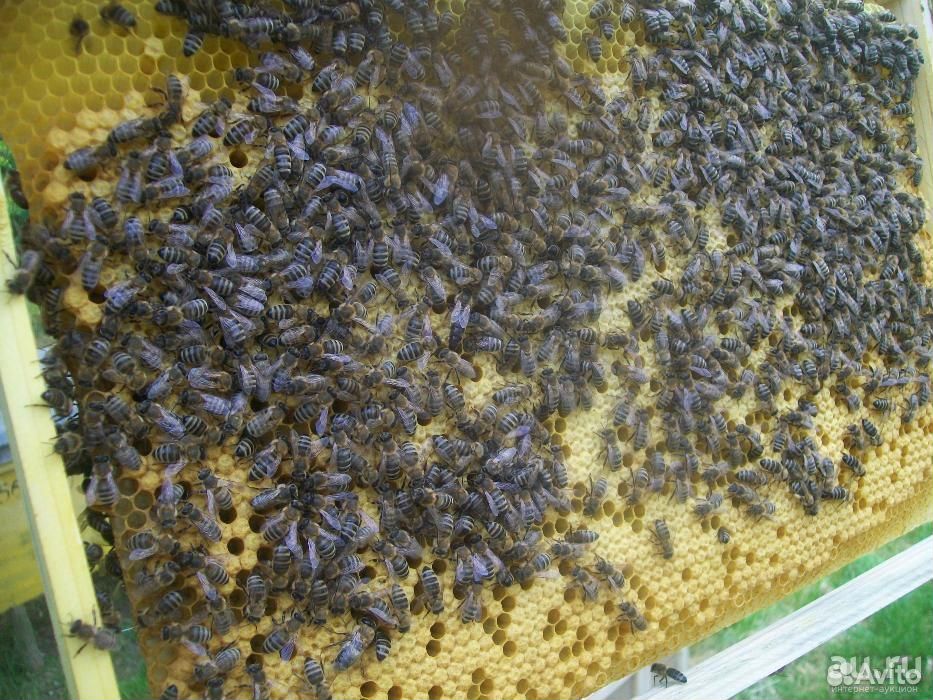 Пчеломатки карпатка купить на Зозу.ру - фотография № 5