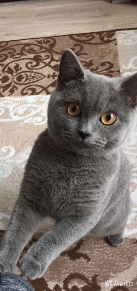Продам британских котят голубого окраса. Родились купить на Зозу.ру - фотография № 5