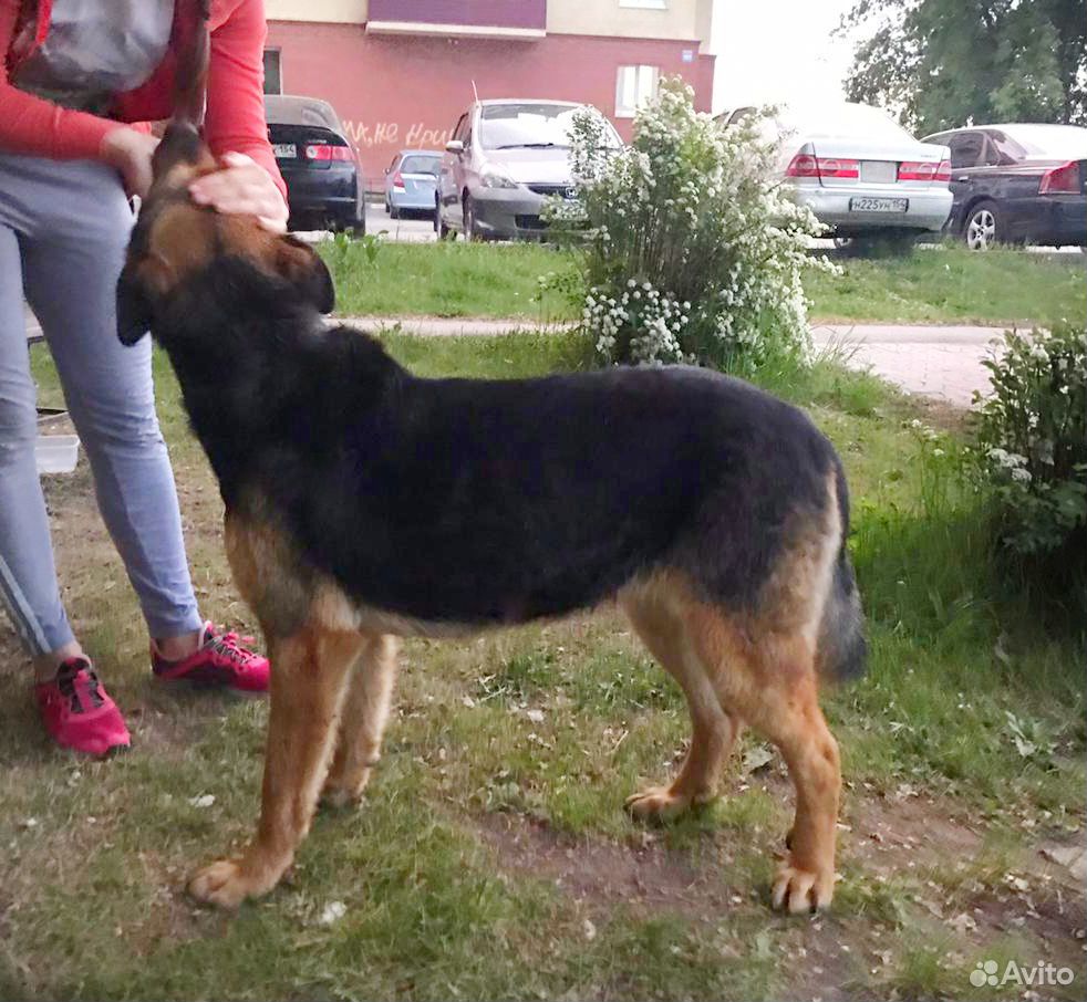 Собака Добряка купить на Зозу.ру - фотография № 2