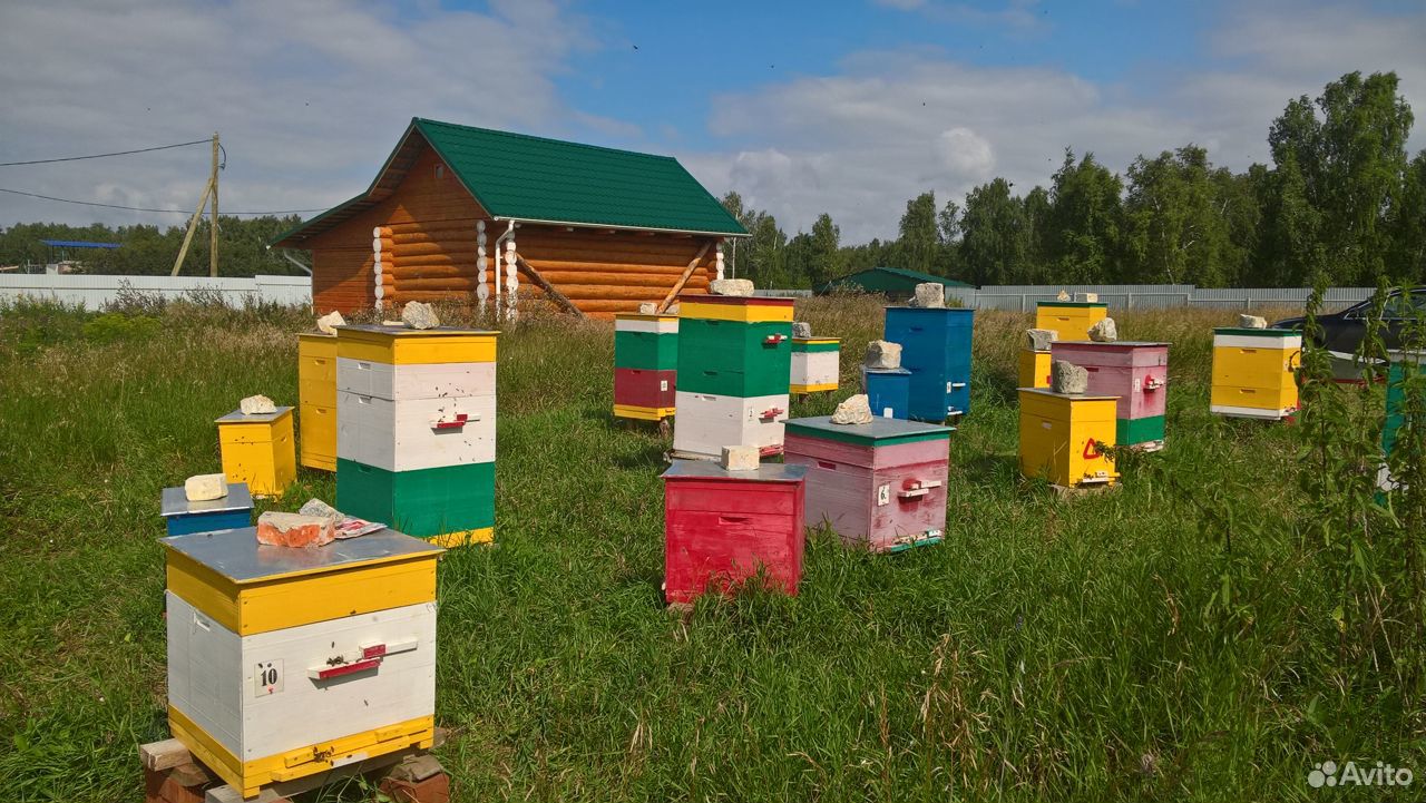 Пчелосемьи и пчелопакеты (карпатка и карника) купить на Зозу.ру - фотография № 1