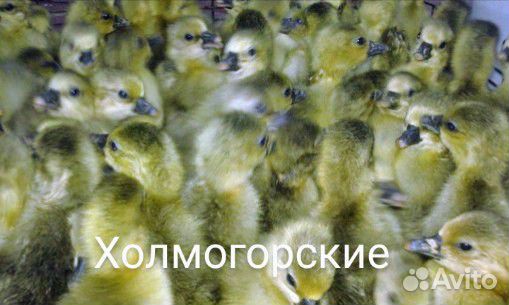 Утята и гусята купить на Зозу.ру - фотография № 2