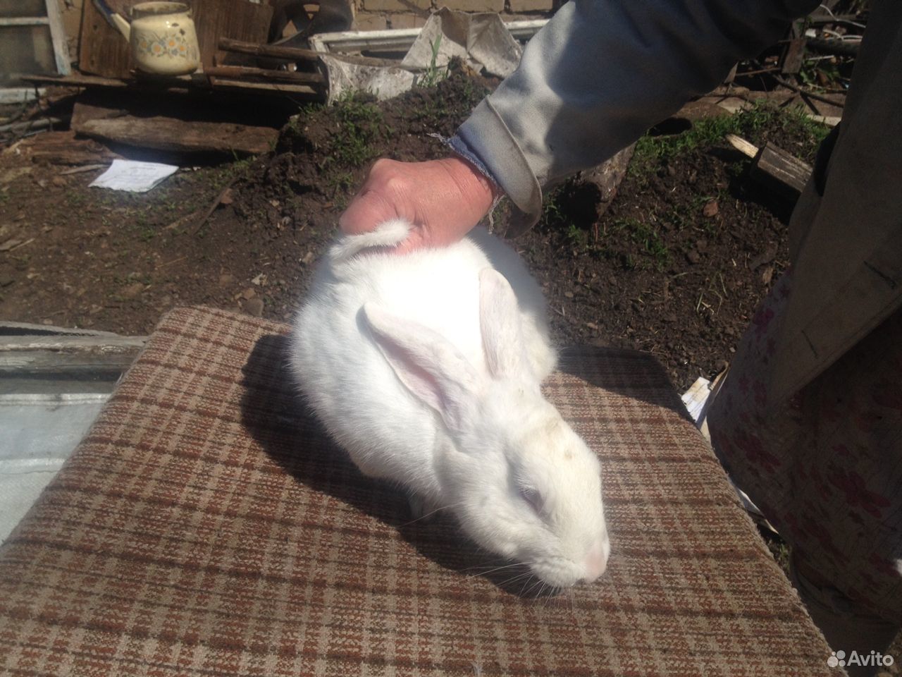 Кролик-производитель Белый паннон и крольчата купить на Зозу.ру - фотография № 2