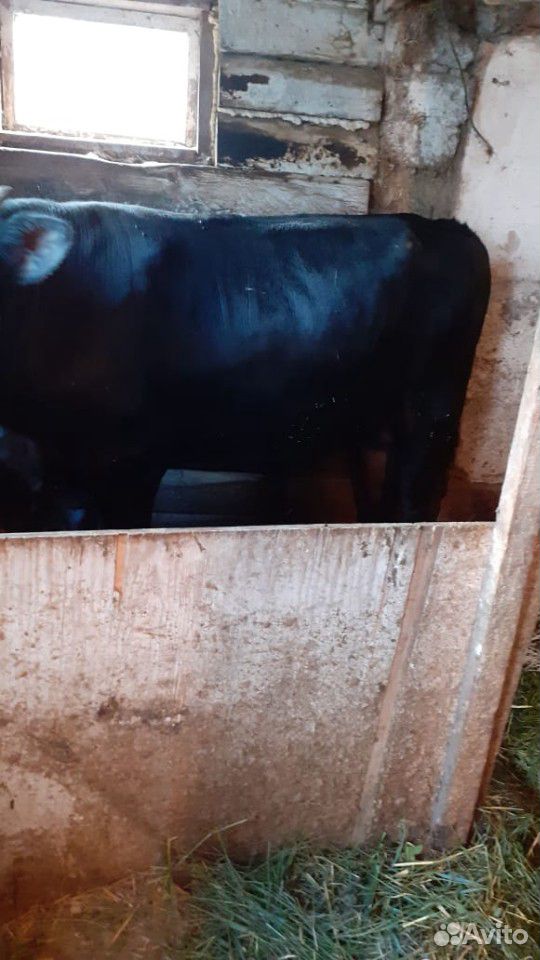 Корова,телке,бык купить на Зозу.ру - фотография № 8