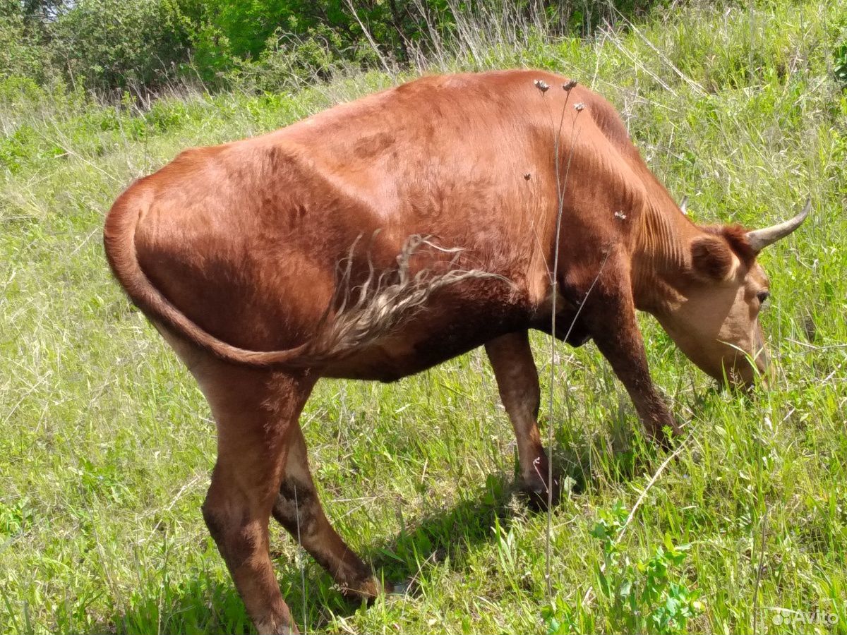 Корова,бык купить на Зозу.ру - фотография № 6