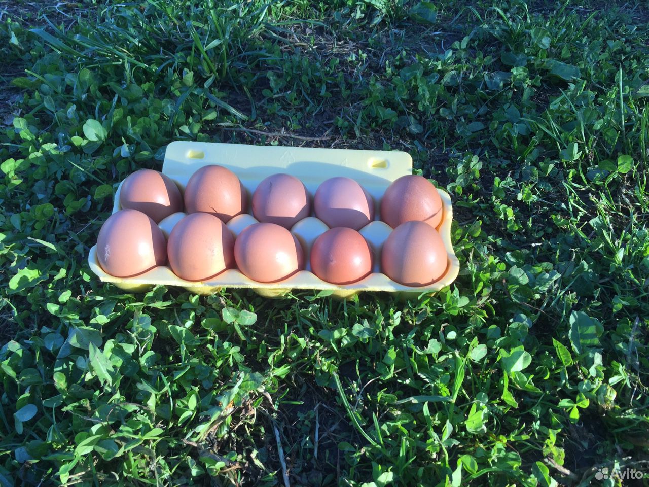 Свойские яйца купить на Зозу.ру - фотография № 2