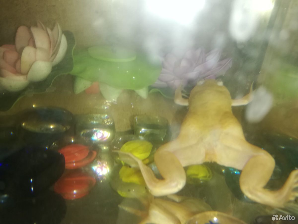 Лягушка с аквариумом купить на Зозу.ру - фотография № 1