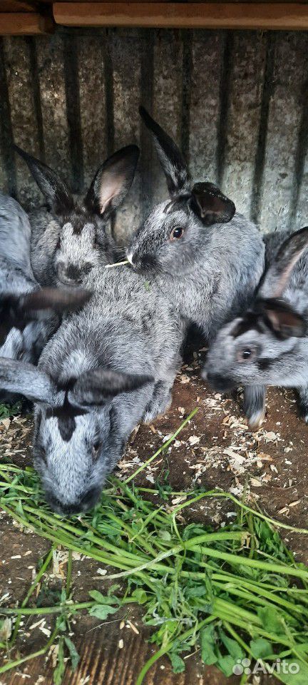 Продам кроликов на племя купить на Зозу.ру - фотография № 3