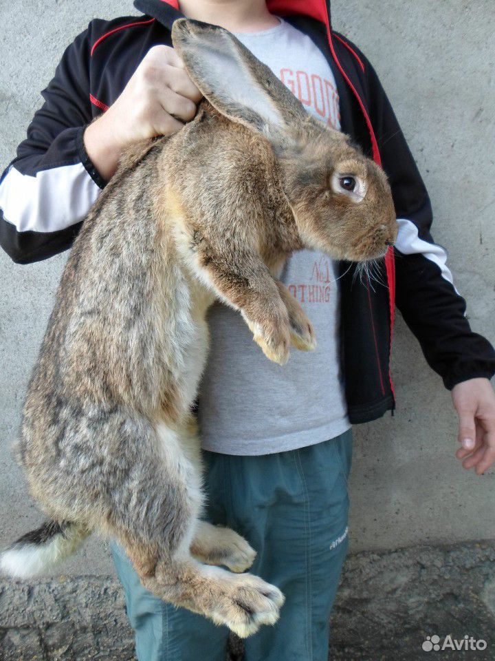 Кролики фландеры купить на Зозу.ру - фотография № 1